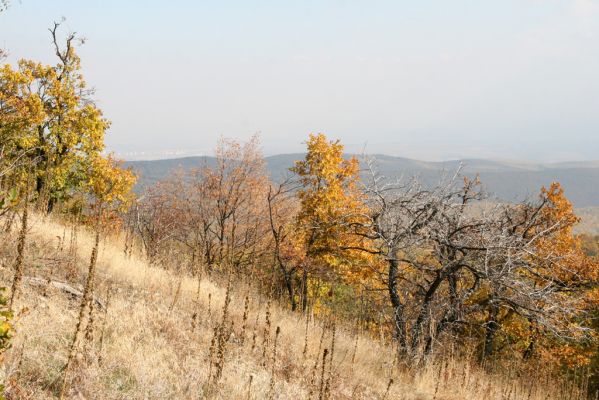 Luboreč, 12.10.2013
Lesostep na jižním svahu pod vrcholem Lysce.



Schlüsselwörter: Krupinská planina Ostrožky Lysec