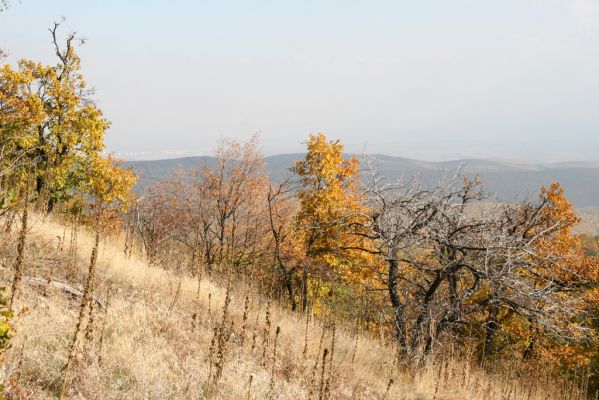 Luboreč, 12.10.2013
Lesostep na jižním svahu pod vrcholem Lysce.



Keywords: Krupinská planina Ostrožky Lysec