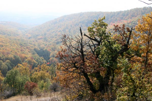 Luboreč, 12.10.2013
Lesostep na jižním svahu pod vrcholem Lysce.


Mots-clés: Krupinská planina Ostrožky Lysec Cardiophorus anticus erichsoni