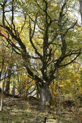 Luboreč, 12.10.2013
Les na jihovýchodním svahu pod vrcholem Lysce.



Klíčová slova: Krupinská planina Ostrožky Lysec