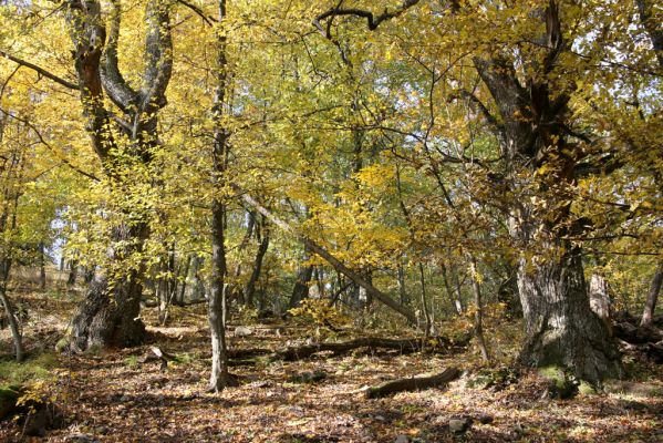 Luboreč, 12.10.2013
Les na východním svahu pod vrcholem Lysce.



Mots-clés: Krupinská planina Ostrožky Lysec