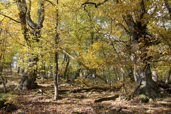 Luboreč, 12.10.2013
Les na východním svahu pod vrcholem Lysce.



Schlüsselwörter: Krupinská planina Ostrožky Lysec