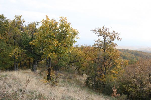 Luboreč, 12.10.2013
Lesostep na jihovýchodním hřbetu pod vrcholem Lysce.



Mots-clés: Krupinská planina Ostrožky Lysec