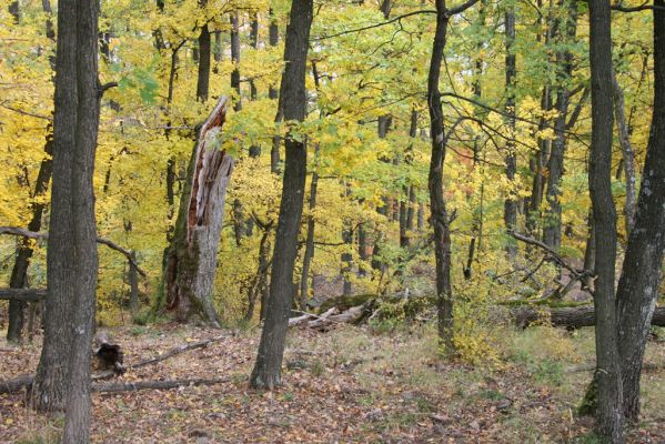 Luboreč, 12.10.2013
Les na jihovýchodním hřbetu pod vrcholem Lysce.
Schlüsselwörter: Krupinská planina Ostrožky Lysec Ampedus cardinalis hjorti