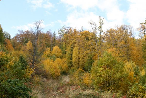 Luboreč, 12.10.2013
Zarůstající paseka na východním svahu pod vrcholem Lysce.
 


Keywords: Krupinská planina Ostrožky Lysec