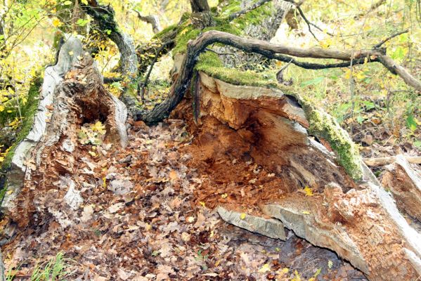 Luboreč, 12.10.2013
Les na jihovýchodním hřbetu pod vrcholem Lysce. Padlý dub osídlený kovaříky Ampedus cardinalis a A. hjorti.



Klíčová slova: Krupinská planina Ostrožky Lysec Ampedus cardinalis hjorti