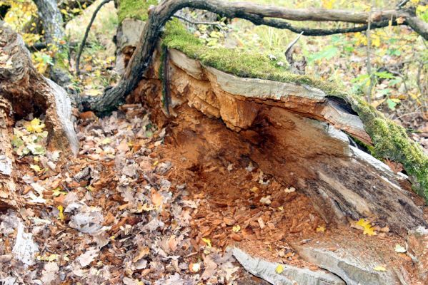 Luboreč, 12.10.2013
Les na jihovýchodním hřbetu pod vrcholem Lysce. Padlý dub osídlený kovaříky Ampedus cardinalis a A. hjorti.



Klíčová slova: Krupinská planina Ostrožky Lysec Ampedus cardinalis hjorti