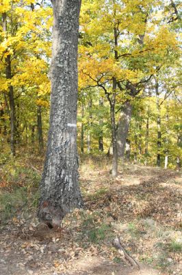 Luboreč, 12.10.2013
Les na jihovýchodním hřbetu pod vrcholem Lysce. Dutina u paty dubu osídlená kovaříky Ischnodes sanguinicollis.

Klíčová slova: Krupinská planina Ostrožky Lysec Ischnodes sanguinicollis