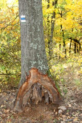 Luboreč, 12.10.2013
Les na jihovýchodním hřbetu pod vrcholem Lysce. Dutina u paty dubu osídlená kovaříky Limoniscus violaceus.



Mots-clés: Krupinská planina Ostrožky Lysec Limoniscus violaceus