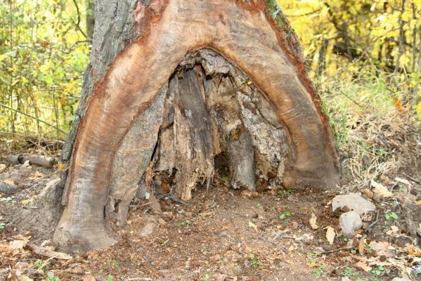 Luboreč, 12.10.2013
Les na jihovýchodním hřbetu pod vrcholem Lysce. Dutina u paty dubu osídlená kovaříky Limoniscus violaceus.
 



Klíčová slova: Krupinská planina Ostrožky Lysec Limoniscus violaceus