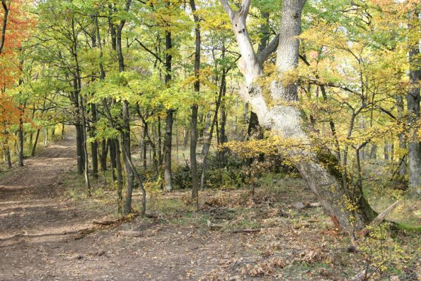 Luboreč, 12.10.2013
Les na jihovýchodním hřbetu pod vrcholem Lysce.


Mots-clés: Krupinská planina Ostrožky Lysec