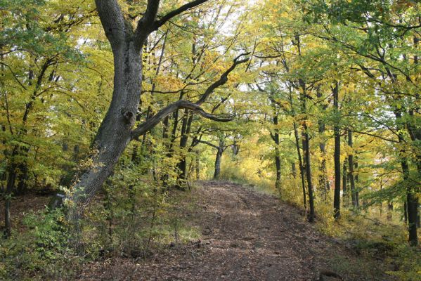 Luboreč, 12.10.2013
Les na jihovýchodním hřbetu pod vrcholem Lysce.



Klíčová slova: Krupinská planina Ostrožky Lysec