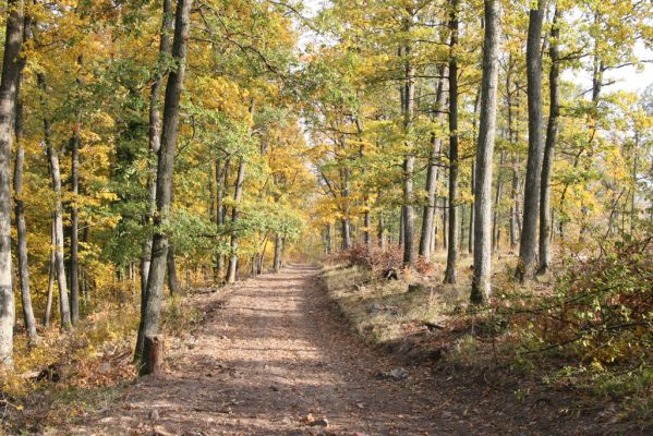 Luboreč, 12.10.2013
Mladý dubový les na jihovýchodním hřbetu pod vrcholem Lysce.



Klíčová slova: Krupinská planina Ostrožky Lysec