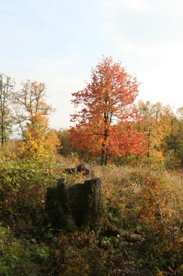 Luboreč, 12.10.2013
Holoseč na jihovýchodním hřbetu pod vrcholem Lysce.
 

Mots-clés: Krupinská planina Ostrožky Lysec