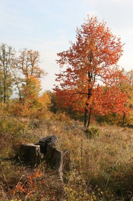 Luboreč, 12.10.2013
Holoseč na jihovýchodním hřbetu pod vrcholem Lysce.



Klíčová slova: Krupinská planina Ostrožky Lysec