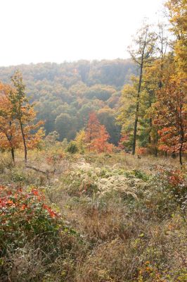 Luboreč, 12.10.2013
Holoseč na jihovýchodním hřbetu pod vrcholem Lysce.
 


Klíčová slova: Krupinská planina Ostrožky Lysec
