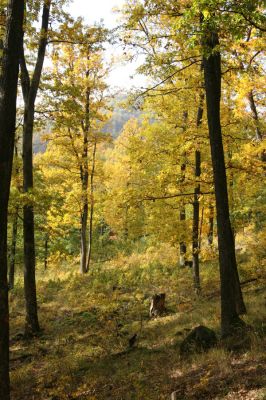 Luboreč, 12.10.2013
Hospodářsky využívaný les na jihovýchodním hřbetu pod vrcholem Lysce.
 


Mots-clés: Krupinská planina Ostrožky Lysec