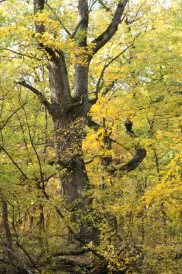 Luboreč, 12.10.2013
Les na jihovýchodním hřbetu pod vrcholem Lysce.


Klíčová slova: Krupinská planina Ostrožky Lysec