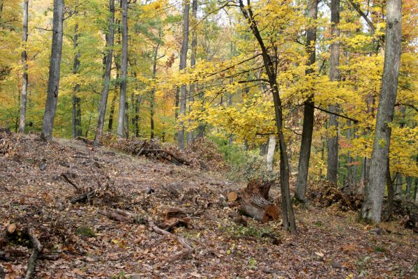 Luboreč, 12.10.2013
Hospodářsky využívaný les na jihovýchodním hřbetu pod vrcholem Lysce.
  


Klíčová slova: Krupinská planina Ostrožky Lysec