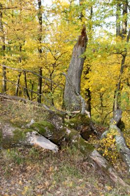 Luboreč, 12.10.2013
Les na jihovýchodním hřbetu pod vrcholem Lysce.
  


Klíčová slova: Krupinská planina Ostrožky Lysec