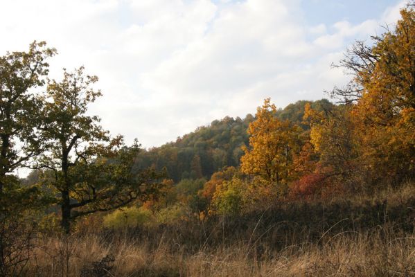 Luboreč, 12.10.2013
Lesostep na jihovýchodním hřbetu pod vrcholem Lysce. Pohled na vrchol.



Klíčová slova: Krupinská planina Ostrožky Lysec