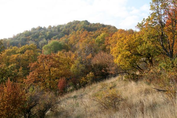 Luboreč, 12.10.2013
Lesostep na jihovýchodním hřbetu pod vrcholem Lysce. Pohled na vrchol.



Klíčová slova: Krupinská planina Ostrožky Lysec