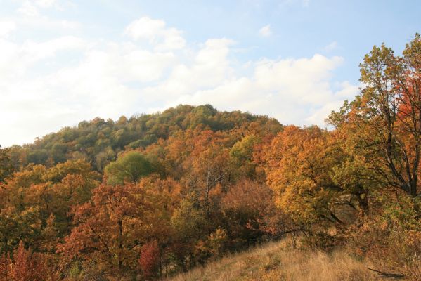 Luboreč, 12.10.2013
Lesostep na jihovýchodním hřbetu pod vrcholem Lysce. Pohled na vrchol.


Schlüsselwörter: Krupinská planina Ostrožky Lysec