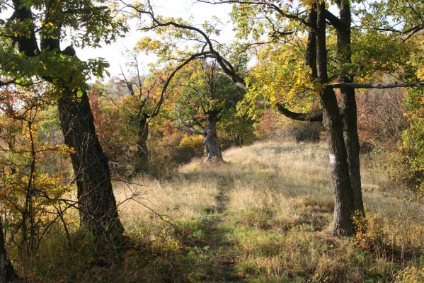 Luboreč, 12.10.2013
Lesostep na jihovýchodním hřbetu pod vrcholem Lysce.



Klíčová slova: Krupinská planina Ostrožky Lysec