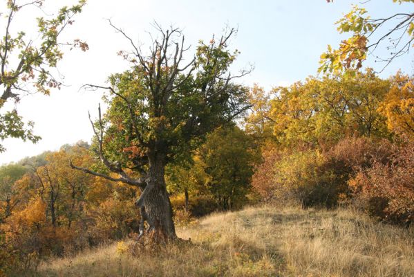 Luboreč, 12.10.2013
Lesostep na jihovýchodním hřbetu pod vrcholem Lysce.



Klíčová slova: Krupinská planina Ostrožky Lysec