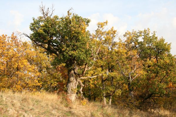 Luboreč, 12.10.2013
Lesostep na jihovýchodním hřbetu pod vrcholem Lysce.



Klíčová slova: Krupinská planina Ostrožky Lysec