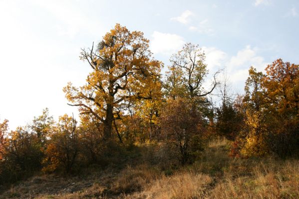 Luboreč, 12.10.2013
Lesostep na jihovýchodním hřbetu pod vrcholem Lysce.
 


Klíčová slova: Krupinská planina Ostrožky Lysec