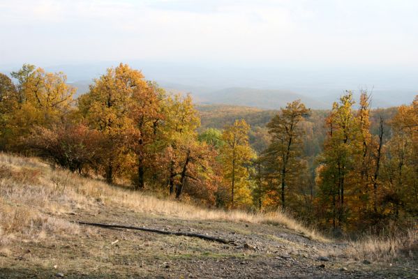Luboreč, 12.10.2013
Lesostep na jihovýchodním hřbetu pod vrcholem Lysce.



Klíčová slova: Krupinská planina Ostrožky Lysec