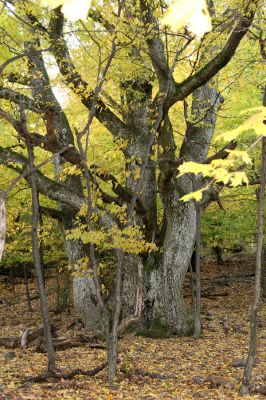 Luboreč, 12.10.2013
Tri duby na východním svahu vrcholu Lysce.



Klíčová slova: Krupinská planina Ostrožky Lysec