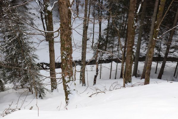 Horní Maršov, 27.2.2022
Horní Lysečiny - údolí Lysečinského potoka.
Klíčová slova: Horní Maršov Horní Lysečiny Krkonoše Lysečinský potok