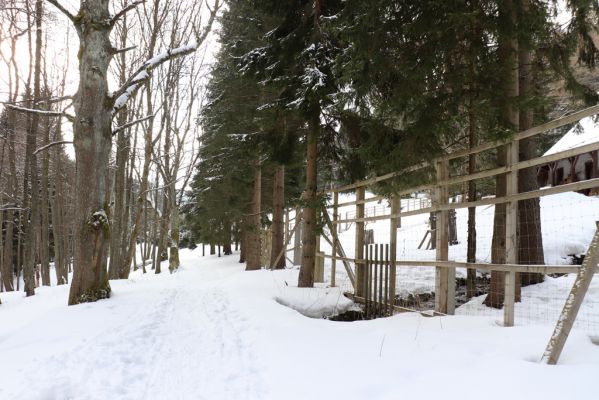 Horní Maršov, 27.2.2022
Údolí Lysečinského potoka - přezimovací obora U Tygra.
Klíčová slova: Horní Maršov Horní Lysečiny Krkonoše Lysečinský potok Přezimovací obora U Tygra
