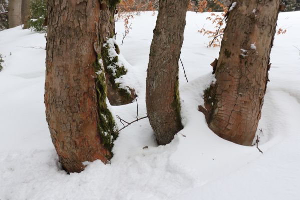 Horní Maršov, 27.2.2022
Údolí Lysečinského potoka u chaty Lysečiny.
Keywords: Horní Maršov Horní Lysečiny Krkonoše Lysečiny chata Lysečinský potok Phloeostichus denticollis