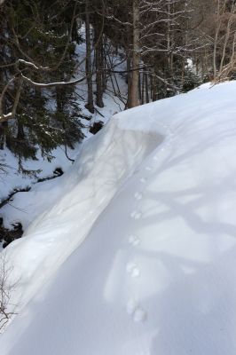 Horní Maršov, 27.2.2022
Údolí Lysečinského potoka u chaty Lysečiny.
Mots-clés: Horní Maršov Horní Lysečiny Krkonoše Lysečiny chata Lysečinský potok Phloeostichus denticollis