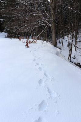 Horní Maršov, 27.2.2022
Údolí Lysečinského potoka u chaty Lysečiny.
Klíčová slova: Horní Maršov Horní Lysečiny Krkonoše Lysečiny chata Lysečinský potok Phloeostichus denticollis