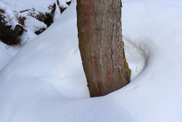 Horní Maršov, 27.2.2022
Údolí Lysečinského potoka u chaty Lysečiny.
Klíčová slova: Horní Maršov Horní Lysečiny Krkonoše Lysečiny chata Lysečinský potok Phloeostichus denticollis