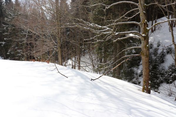 Horní Maršov, 27.2.2022
Údolí Lysečinského potoka u chaty Lysečiny.
Keywords: Horní Maršov Horní Lysečiny Krkonoše Lysečiny chata Lysečinský potok Phloeostichus denticollis