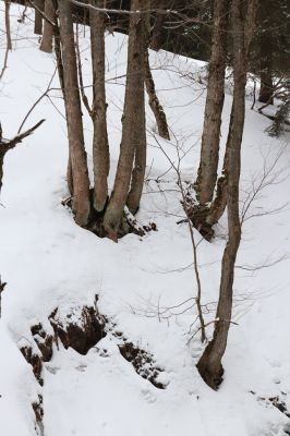 Horní Maršov, 27.2.2022
Údolí Lysečinského potoka pod Lysečinskou boudou.
Keywords: Horní Maršov Horní Lysečiny Krkonoše Lysečinská bouda Lysečinský potok