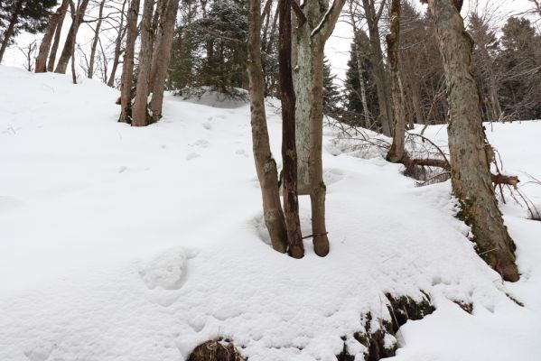 Horní Maršov, 27.2.2022
Údolí Lysečinského potoka pod Lysečinskou boudou.
Keywords: Horní Maršov Horní Lysečiny Krkonoše Lysečinská bouda Lysečinský potok