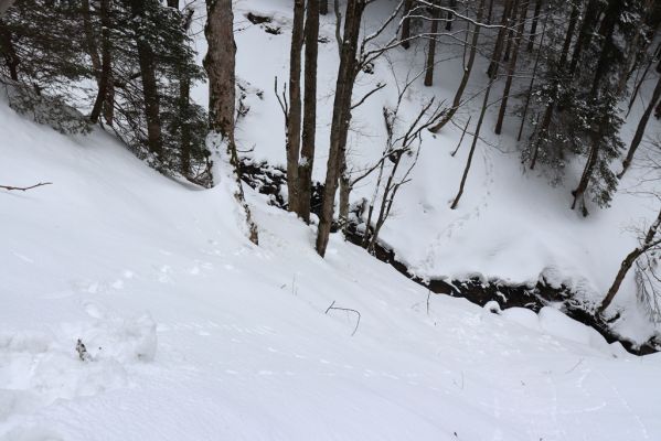 Horní Maršov, 27.2.2022
Údolí Lysečinského potoka pod Lysečinskou boudou.
Klíčová slova: Horní Maršov Horní Lysečiny Krkonoše Lysečinská bouda Lysečinský potok