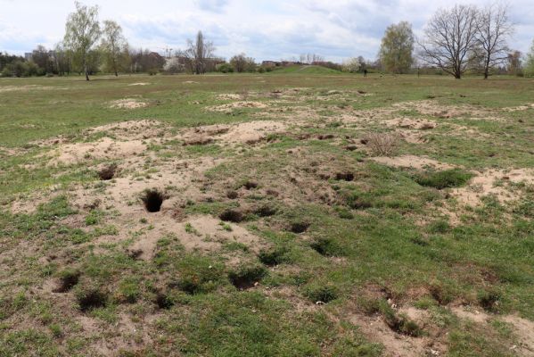 Mladá Boleslav, 6.5.2021
Radouč - syslí kolonie.
Schlüsselwörter: Mladá Boleslav Radouč syslí kolonie