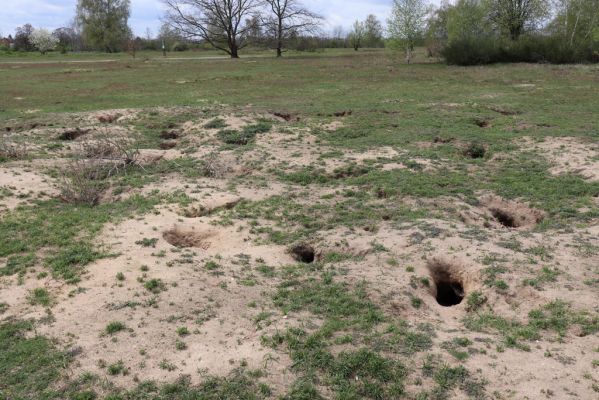 Mladá Boleslav, 6.5.2021
Radouč - syslí kolonie.
Schlüsselwörter: Mladá Boleslav Radouč syslí kolonie