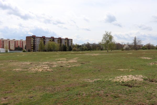 Mladá Boleslav, 6.5.2021
Radouč - syslí kolonie.
Schlüsselwörter: Mladá Boleslav Radouč syslí kolonie