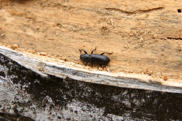 Moravský Svätý Ján, 7.4.2018
Bôrová - duny v záplavovém území řeky Moravy - potemník Menephilus cylindricus. 
Schlüsselwörter: Moravský Svätý Ján Bôrová Menephilus cylindricus