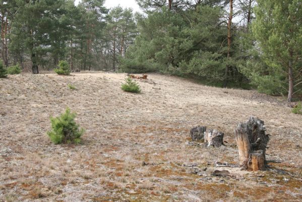 Moravský Svätý Ján, 7.4.2018
Bôrová - duny v záplavovém území řeky Moravy. 
Mots-clés: Moravský Svätý Ján Bôrová Paracardiophorus musculus Cardiophorus ruficollis