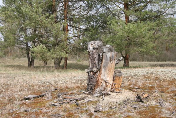 Moravský Svätý Ján, 7.4.2018
Bôrová - duny v záplavovém území řeky Moravy. 
Mots-clés: Moravský Svätý Ján Bôrová Cardiophorus ruficollis