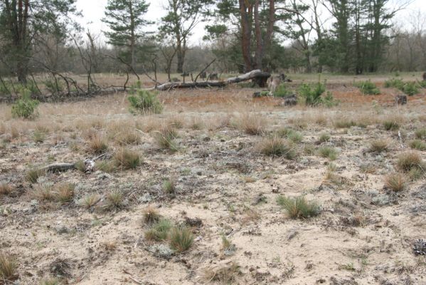 Moravský Svätý Ján, 7.4.2018
Bôrová - duny v záplavovém území řeky Moravy. 
Klíčová slova: Moravský Svätý Ján Bôrová